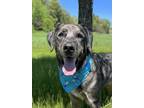 Adopt Merlin a Mixed Breed (Medium) / Mixed dog in Menomonie, WI (41447670)