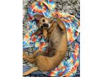 Adopt ROSE ELIZABETH a Red/Golden/Orange/Chestnut Dachshund / Mixed dog in