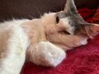 Adopt Honey Girl [CP] a White (Mostly) Maine Coon / Mixed (long coat) cat in