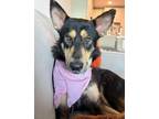 Adopt Linda2 a Black - with Tan, Yellow or Fawn German Shepherd Dog dog in