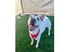 Adopt Bella5 a White - with Tan, Yellow or Fawn Lancashire Heeler / Pit Bull