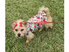 Adopt Anny a Black - with Brown, Red, Golden, Orange or Chestnut Shih Tzu /