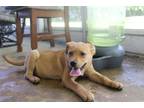 Adopt Gemma a Tan/Yellow/Fawn - with White German Shepherd Dog / Mixed dog in