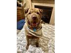 Adopt Figgy Pudding a Tan/Yellow/Fawn Shar Pei / Mixed dog in Phoenix