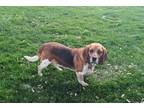 Adopt Bennie a Brown/Chocolate Basset Hound / Mixed Breed (Medium) / Mixed