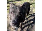 Adopt Major a Brown/Chocolate American Pit Bull Terrier / Mixed Breed (Medium) /