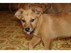 Adopt Lyla a Tan/Yellow/Fawn - with White German Shepherd Dog / Mixed dog in