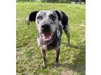 Adopt Mayzee a Catahoula Leopard Dog / Mixed dog in Sheboygan, WI (41442373)