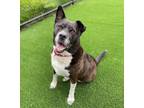 Adopt Cheyenne a Border Collie / Mixed dog in Sheboygan, WI (41383043)