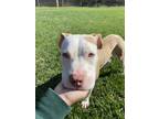 Adopt Sandy a Brown/Chocolate - with White American Pit Bull Terrier / Mixed dog