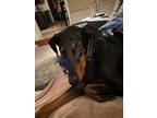 Adopt Sadie a Black - with Tan, Yellow or Fawn Doberman Pinscher / Mixed dog in