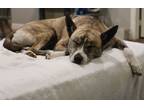 Adopt Olive Belle a Brindle - with White Siberian Husky / Carolina Dog dog in