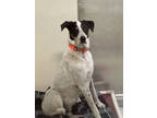 Adopt Bruno a White Mixed Breed (Small) / Mixed Breed (Medium) / Mixed (short