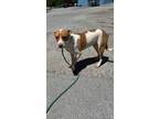 Adopt Yodi a White - with Red, Golden, Orange or Chestnut Pit Bull Terrier /
