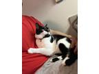 Adopt Esme a Black & White or Tuxedo American Shorthair / Mixed (medium coat)