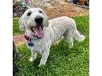Adopt Tinlee a White Labradoodle / Mixed dog in Orlando, FL (41351482)
