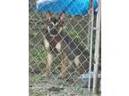 Adopt Karma a Brindle - with White Boston Terrier / Miniature Pinscher / Mixed
