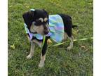 Adopt Daisy a Black - with Brown, Red, Golden, Orange or Chestnut Schnauzer