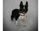 Adopt Sassy a Boston Terrier / Mixed dog in York, SC (41366026)