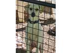 Adopt Cleo a Tan/Yellow/Fawn - with White Chiweenie / Mixed dog in Olivet