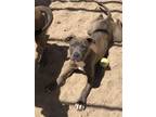 Adopt Carey ***RESCUE CENTER*** a Brindle Weimaraner / Labrador Retriever dog in