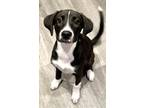 Adopt Jan a Black - with White Anatolian Shepherd / Blue Heeler dog in Oklahoma