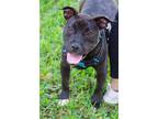 Adopt Fudge a Black - with White Terrier (Unknown Type, Medium) / Mixed dog in