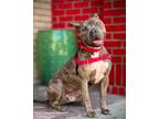 Adopt Lincoln a American Staffordshire Terrier / Mixed dog in Vallejo
