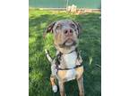 Adopt Aslan (Aussie Crew) a Australian Shepherd / Catahoula Leopard Dog dog in