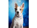 Adopt Baby a White - with Tan, Yellow or Fawn Labrador Retriever / Shepherd