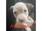 Adopt Aberdeen (Cow Puppies 2024) a White - with Black Pit Bull Terrier / Mixed