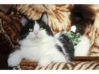 Adopt Peepers (lacks anal sphincter) a Black & White or Tuxedo Domestic