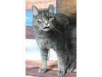 Adopt Padua a Gray, Blue or Silver Tabby Domestic Shorthair / Mixed (short coat)