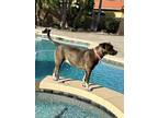 Adopt Big Roxie a Black - with White Labrador Retriever / Pointer dog in San