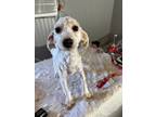 Adopt James a Tricolor (Tan/Brown & Black & White) Poodle (Miniature) / Mixed