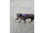Adopt CHARLOTTE a Doberman Pinscher dog in Westminster, CO (41104411)