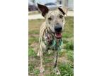 Adopt Ginger a Brindle Greyhound / Whippet dog in Denver, CO (41407716)
