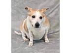 Adopt Copper a Beagle / Jack Russell Terrier dog in Armonk, NY (40930783)
