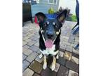Adopt Siyah a Black - with Tan, Yellow or Fawn German Shepherd Dog dog in