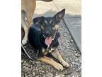 Adopt Mark a German Shepherd Dog dog in Mooresville, NC (40218372)
