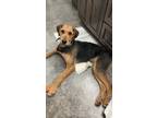 Adopt Griffin a Black Airedale Terrier / Golden Retriever dog in Clive