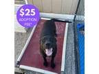 Adopt Precious a Black - with White Black Mouth Cur dog in Clive, IA (40609054)