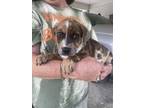 Adopt Glam - makeup litter a Brown/Chocolate Catahoula Leopard Dog / Labrador