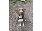 Adopt Percy a Brindle - with White Pit Bull Terrier dog in Houghton