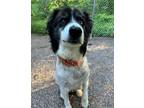 Adopt Tigger a Brown/Chocolate - with Black Border Collie / Australian Shepherd