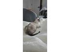 Adopt Eartha Kitten a Gray or Blue Siamese / Mixed (short coat) cat in