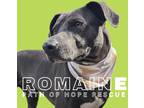 Adopt Romaine a Gray/Blue/Silver/Salt & Pepper Blue Lacy/Texas Lacy / Mixed dog