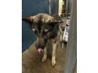 Adopt Sage a Black Alaskan Klee Kai / Shepherd (Unknown Type) / Mixed (short