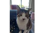 Adopt Cornucopia a Brown Tabby Domestic Shorthair / Mixed Breed (Medium) / Mixed