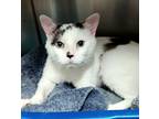 Adopt Mr Meowgi a Siamese / Mixed (short coat) cat in Ft.